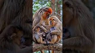 Секретная сила этой вымирающей обезьяны!