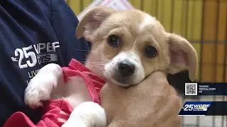 Boca Raton animal rescue bringing in more than 100 dogs from storm that ravaged Puerto Rico