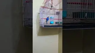 When my bird wants to escape from the cage. 🐦 #FreeTheBird #BirdieOnTheLoose #music #love #arabic
