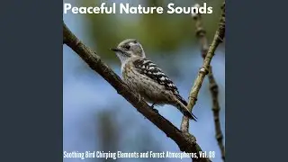 Fascinating Birds