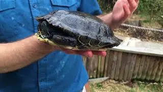 Proper Pet Care: Turtles and Tortoises
