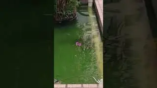 Fish sorrouded by plant#Highlight everyone#Hashtag Bisaya ko dai#its a dream