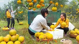 Using Trucks to Harvest a Large Grapefruit Crop - Harvesting Season - Farm Life