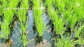 Day 40  drum seeder paddy cultivation|| modern equipment|| modern farming||agriculture|| వరి
