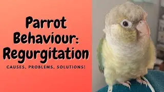 Parrot Behaviour : Regurgitation | Causes, Problems, Solutions | TheParrotTeacher
