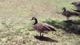 Pest Goose