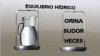 El agua y la hidratación en el ser humano