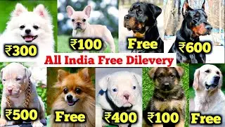 Free Dogs | Cheapest dog market in India | 2026 free dog delivery all india, Pitbull beagle labrador