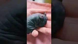 Newborn Silver Fox Rabbit