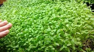 Cilantro Microgreens Tips & Growing 6oz Per Flat!
