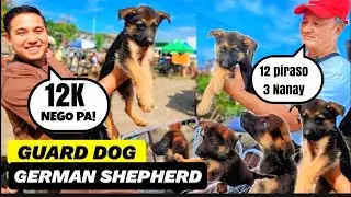 ISANG DOSENANG GUARD DOG! GERMAN SHEPHERD | MURANG GUARD DOG AT PUPPIES SA BOCAUE PET MARKET