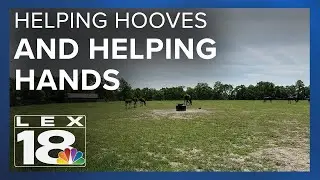 How horses are helping in addiction recovery