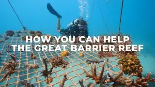 How You Can Help The Great Barrier Reef By Visiting | Eco Tourism