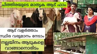 Profitable Goat Farming|കുറച്ചു സ്ഥലം കൂടുതൽ ആടുകൾ |Malabari Goats|Goat farm Kerala