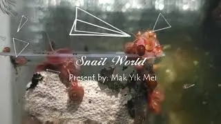 Snail World