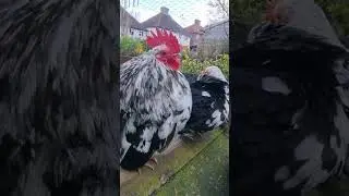 Bantam Chickens, Serama Chickens, Smallest Chickens,Backyard Chickens!