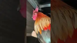 This chicken#🐓 is called the Phoenix and is of #Japanese descent. It's beautiful.🐓