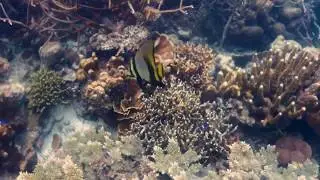 Platax Pinnatus batfish Coron Palawan Philippines - August 2018