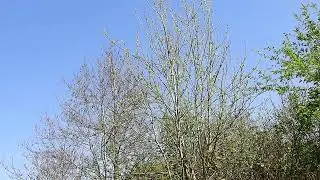 Odd sounding Chiffchaff