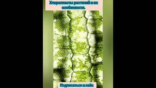 Хлоропласты растения и их особенности