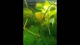 Aquarium Full moss and Guppy #aquarium #moss #shorts #viral #fish #guppy