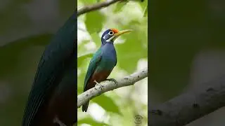 5 Surprising Facts About Blue Cheeked Jacamars Nobody Tells You.  #bird #amazonrainforest #birds