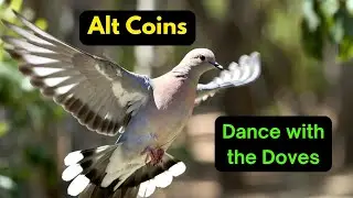Alt Coins: Dance with the Doves