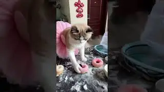 🍩🐾 Donut Disaster | Bella's Sweet Treats & Milo's Sugar Snowstorm!