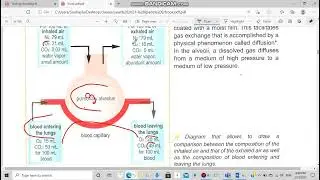 Biology  Grade 9 Activity 2 respiratory gas exchange page 42 doc a