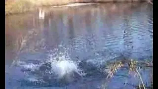 Water retrieve II.
