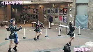 イロハサクラ / 夢色ミライ (2026/01/17)