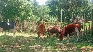 Cows Enjoy Feeding on Pakchong Super Napier Grass | High-Yield Fodder for Healthy Dairy Cows
