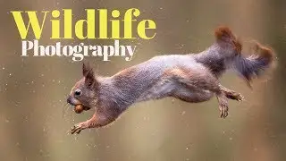WILDLIFE PHOTOGRAPHY | a tribute to my little friend - red squirrel