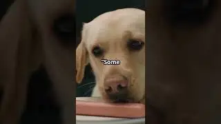 Little Thieves!!!  #rescuedogs #adoptdontshop #dogbehavior #dog #puppy #doglife #dogwisdom #pets