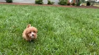 Ready, set, run! Watch Nala the Cavapoo puppy sprint across Charlotte Dog Club