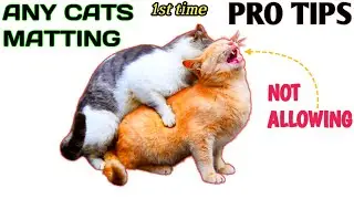 PERSIAN CAT MATTING problems | 100% satisfied information