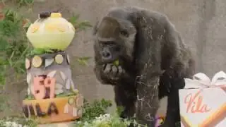 1 of World's Oldest Gorillas Celebrates 59th Birthday
