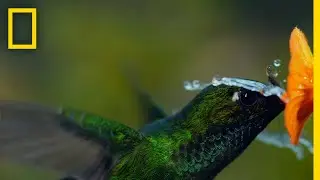 Hummingbird in a Rain Storm | Hostile Planet