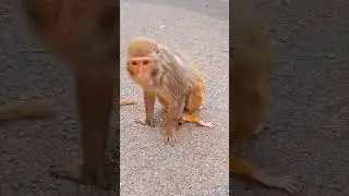 #MonkeyKillsBaby#MonkeyKillsOwnChild#MonkeyViolence #funnyvideo #trendingshorts