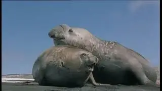 Paradis de l'oc&eacute;an - Documentaire faune Aquatique (HD)