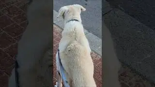 Still got those sharp eyes! Spotting a dog across the street at 16