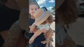 Take my dog shopping #PoodleInStyle  #StrollerPupAdventures #DressedUpDoggo #DoggyDayOut