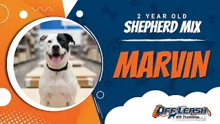 Marvin, 2 year old, Shepherd mix | Nova Dog Trainers | Off Leash K9 Training 