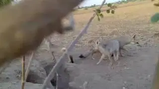 Indian fox