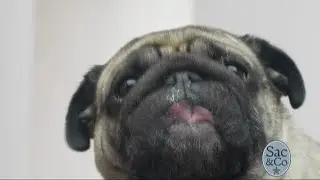 Do Pets Help Reduce Stress?