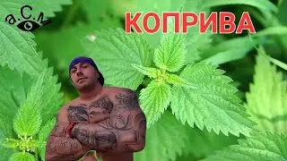 КОПРИВА - ИНТЕРЕСНИ ФАКТИ    а.С.м