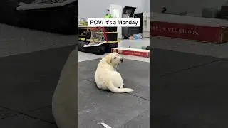 We all have these days&hellip; #funnydog #puppy #funnypet #dog #giggles #always laughing #whatssofunny