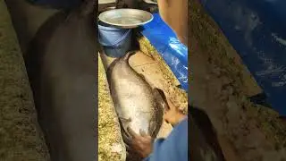 Giant Clown Knife/Chitol Fish Cutting in Market || Fish Cutting Skills with Cleaning #shorts