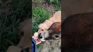 Wait for the Ending! So Cute! 😍 #Shorts #animalfriends #DogLovers