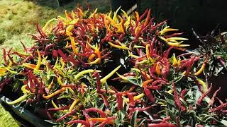 The Chilli Fest In Hertfordshire 2017